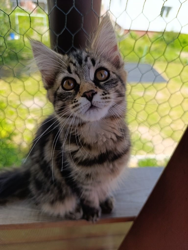 Maine coon kotka