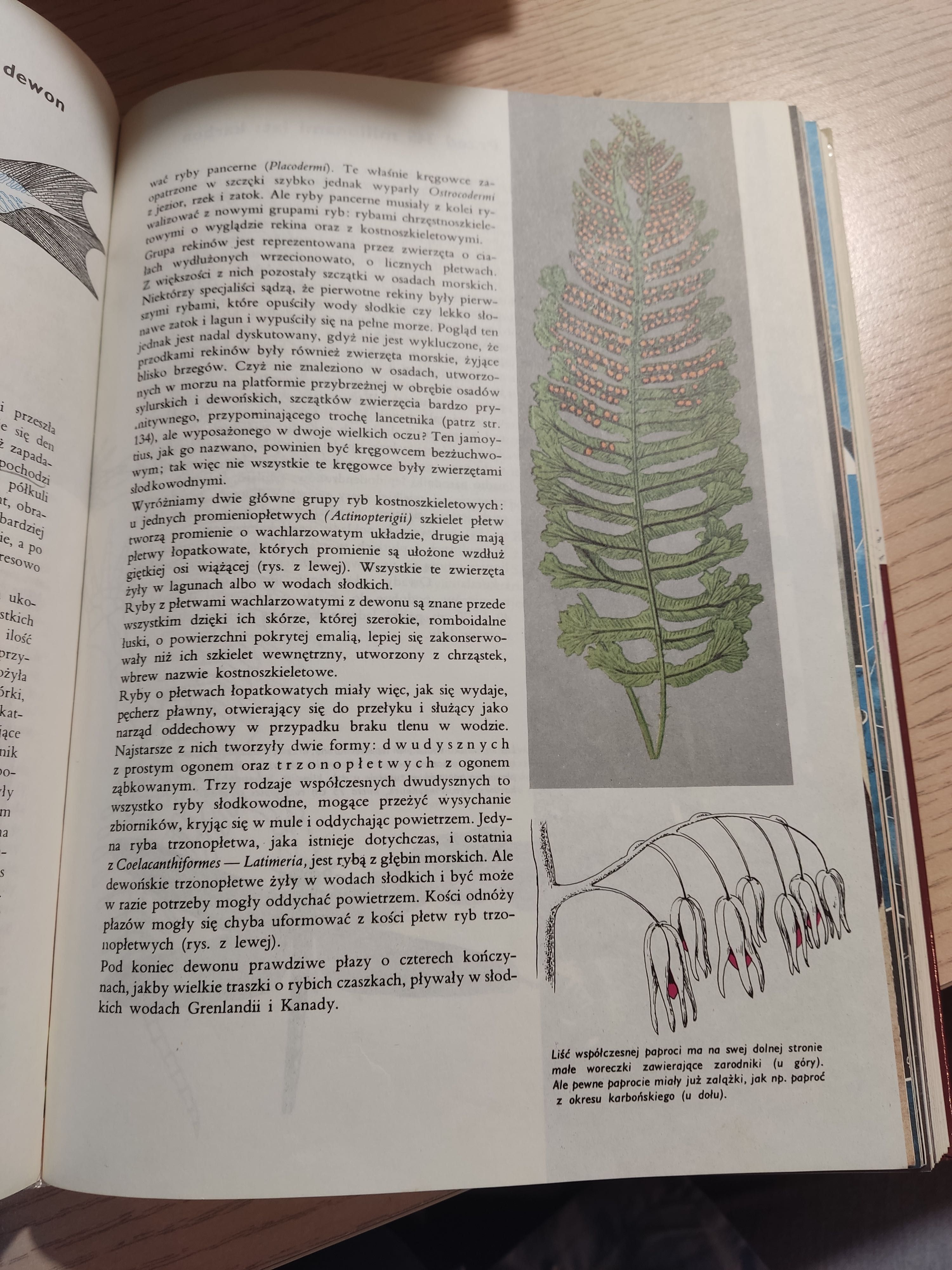 Larousse Ziemia Rośliny Zwierzęta przyroda geologia fauna flora