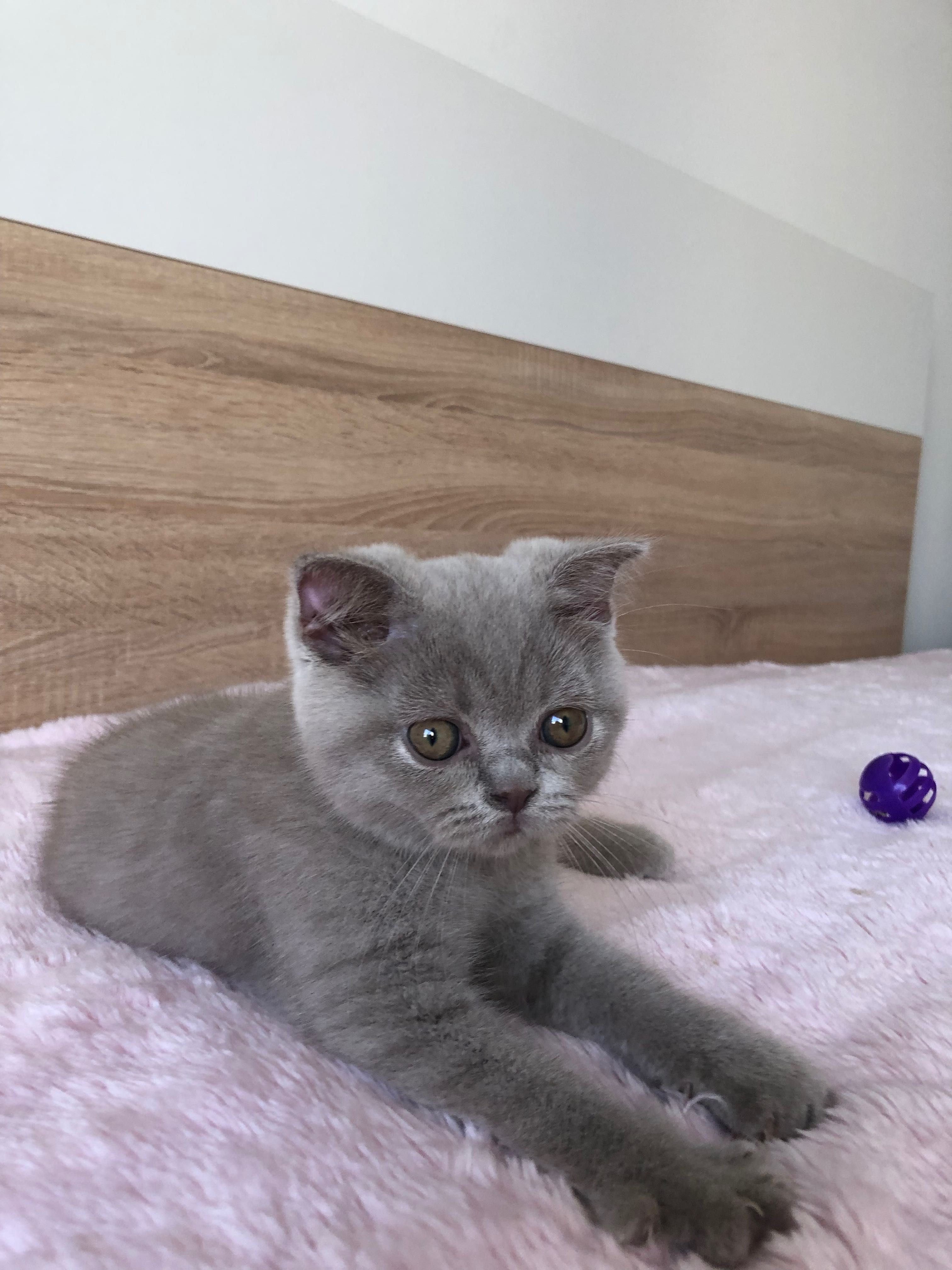 Fêmea Scottish Fold Lilac