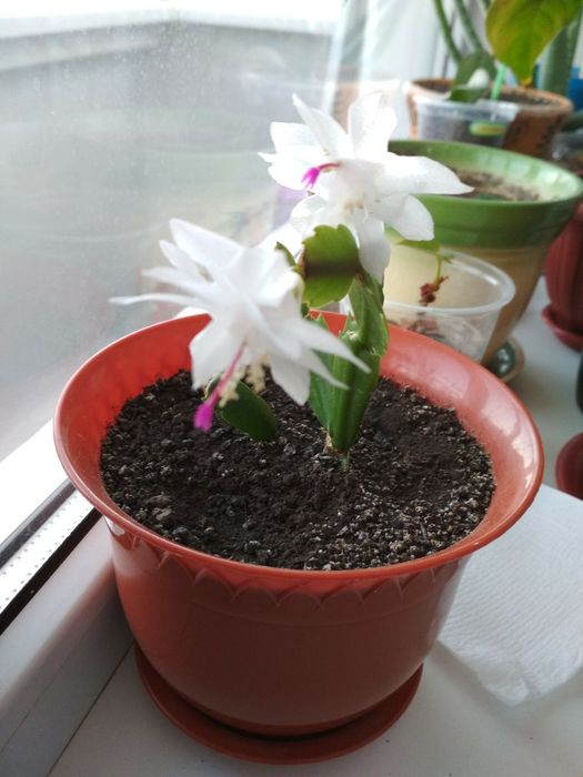 Рождественник Шлюмбе́ргера, Зигокактус