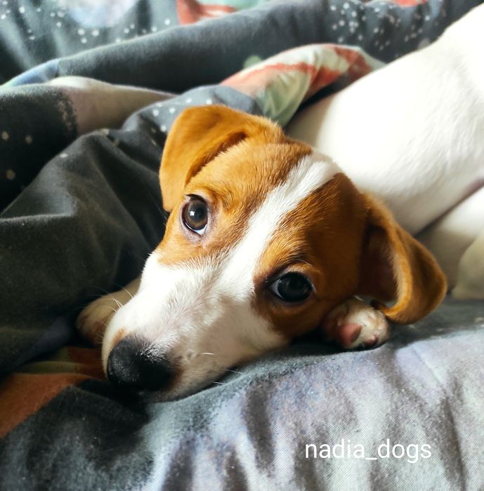 Дівчинка Джек Рассел тер'єр ККУ