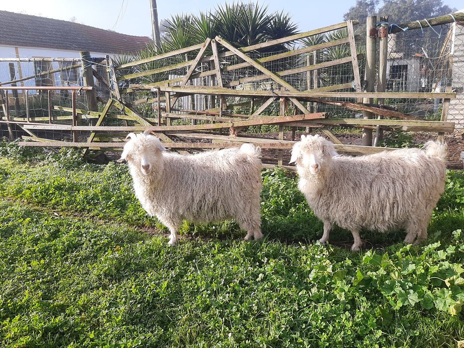 Cabras angoras jovens