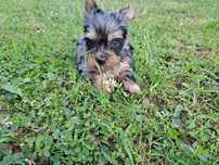 York Merle mini sunia