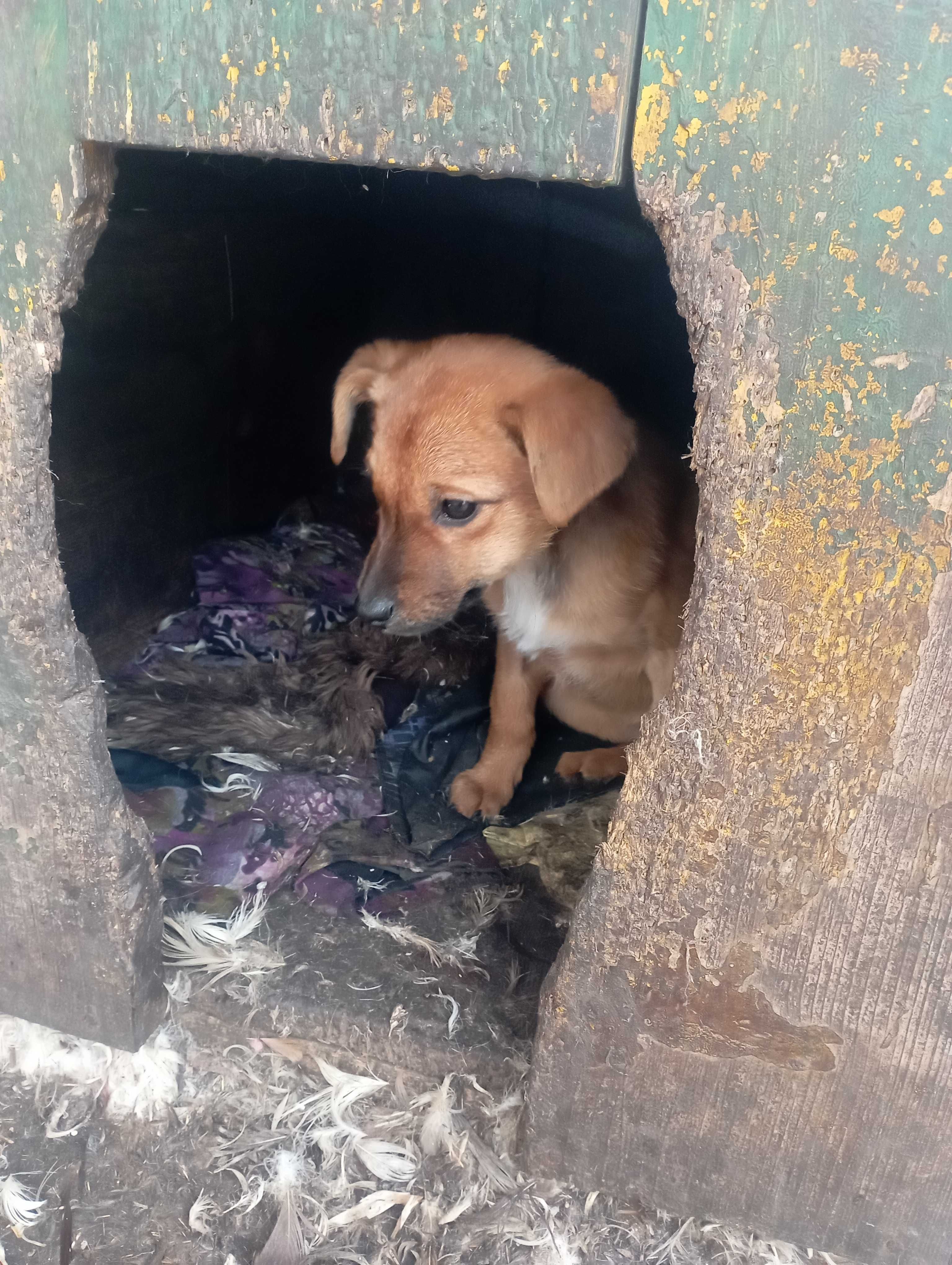 віддам малечу в добрі руки