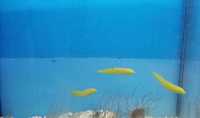 Halichoeres chrysus wargaczek akwarium morskie