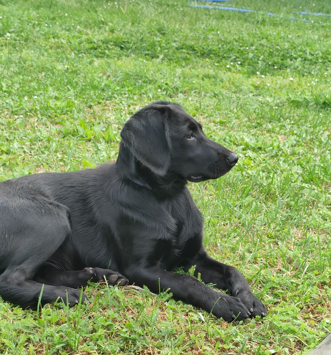 Szczeniak suczka mieszaniec labradora i Cocker spaniela