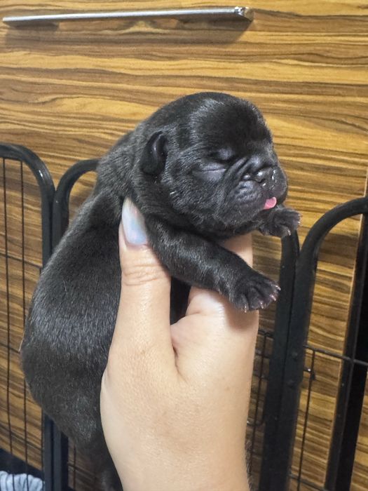 Бронь шикарних малят ! Супер крові! Доставка по Україні та за кордон