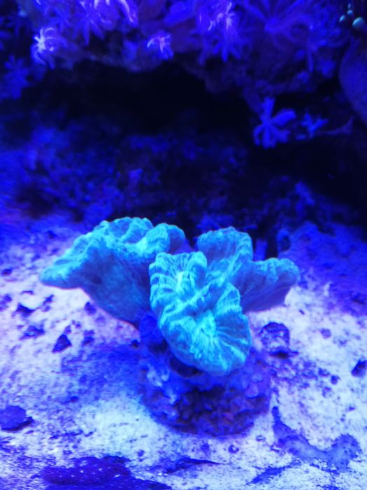 Morskie caulastrea niebieska