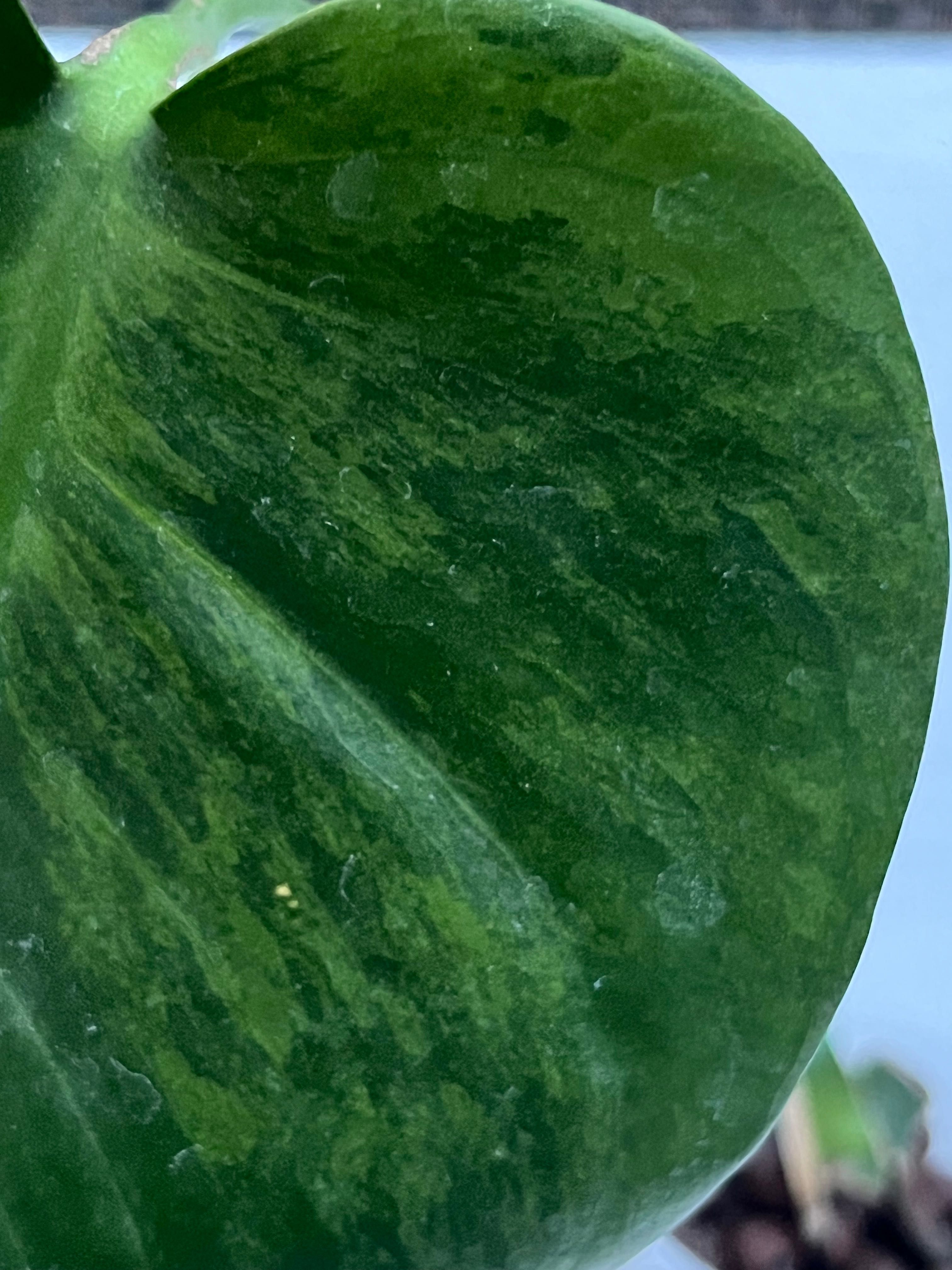 Monstera noid - w typie gog