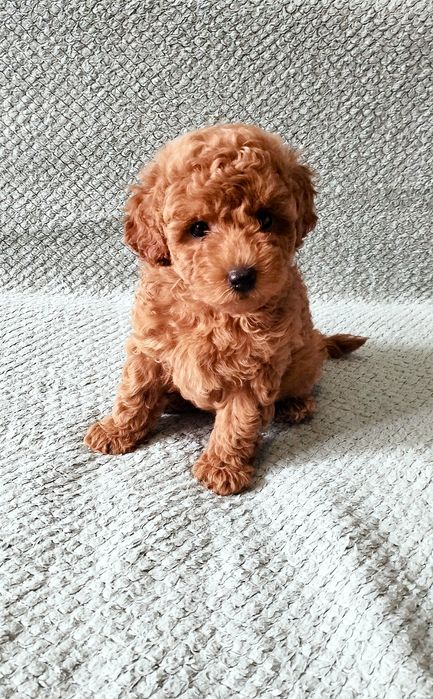 Той пудель. Чудовий хлопчик