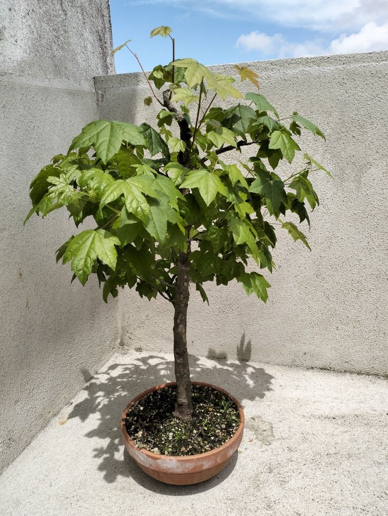 Bonsai liquidambar