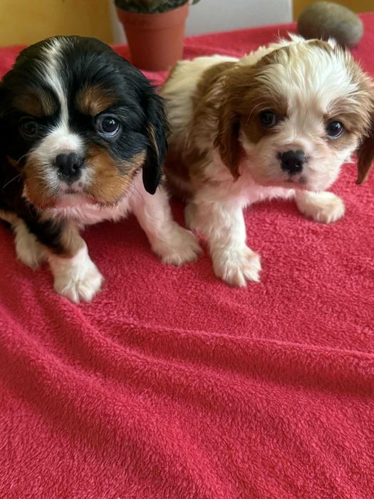 Cavalier King Charles Spaniel -piękny piesek