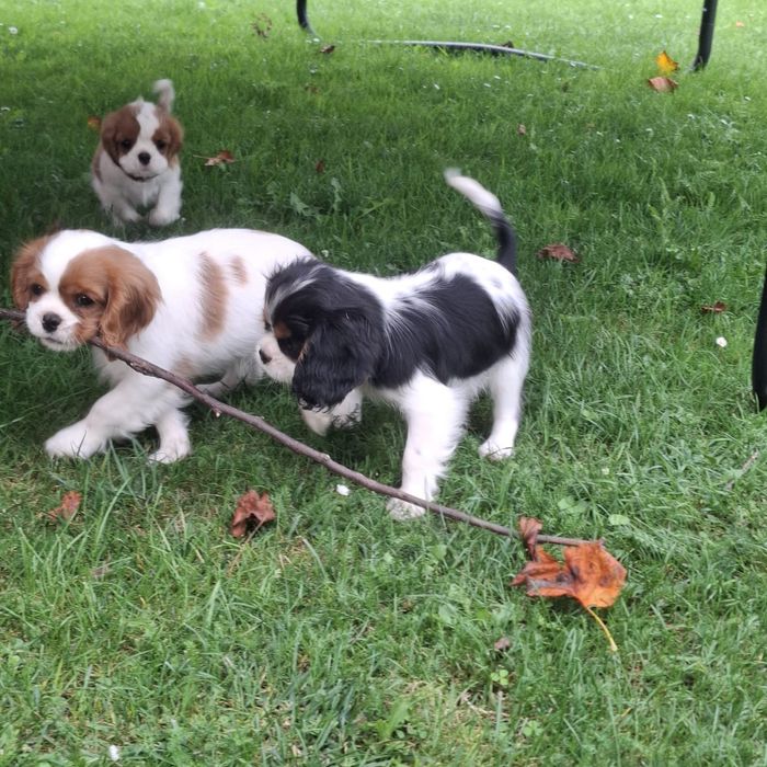 Szczeniak Cavalier King Charles Spaniel FCI Związek Kynologiczny w Pol