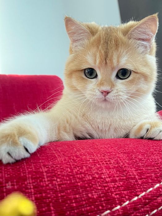 Kocurek brytyjski zloty Ewerest