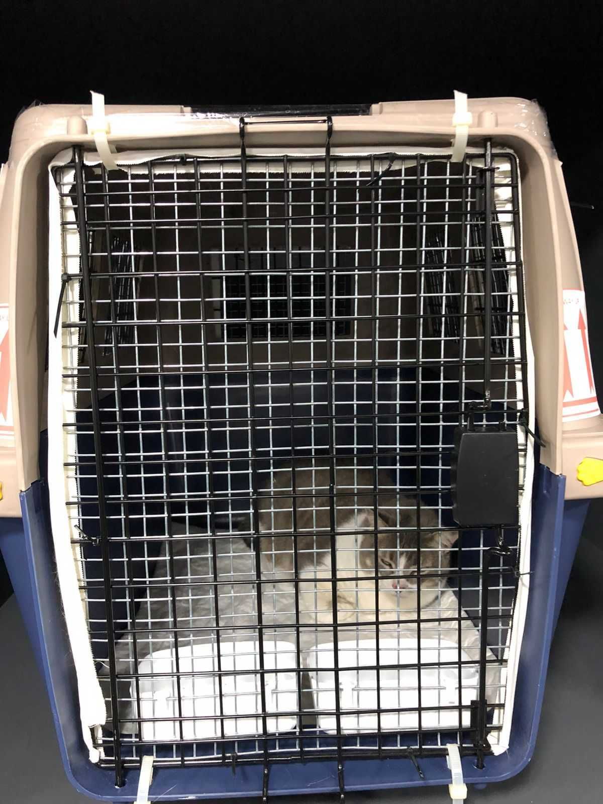Caixa Transporte Pet Cão Gato Avião Padrão Iata Tamanho 5 N5