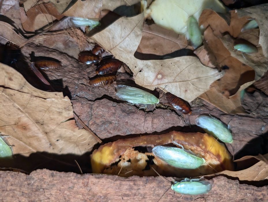Karaczan zielony - Panchlora sp. „Giant”