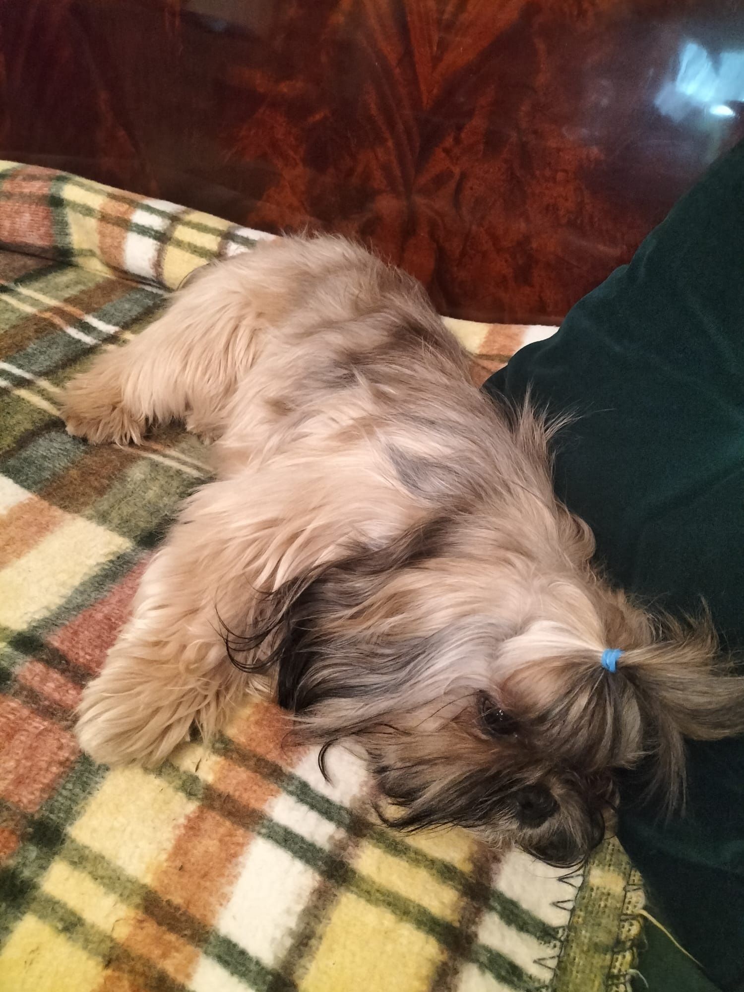 PIesek shih-tzu z  3 szczepieniu. Zdrowy chłopiec