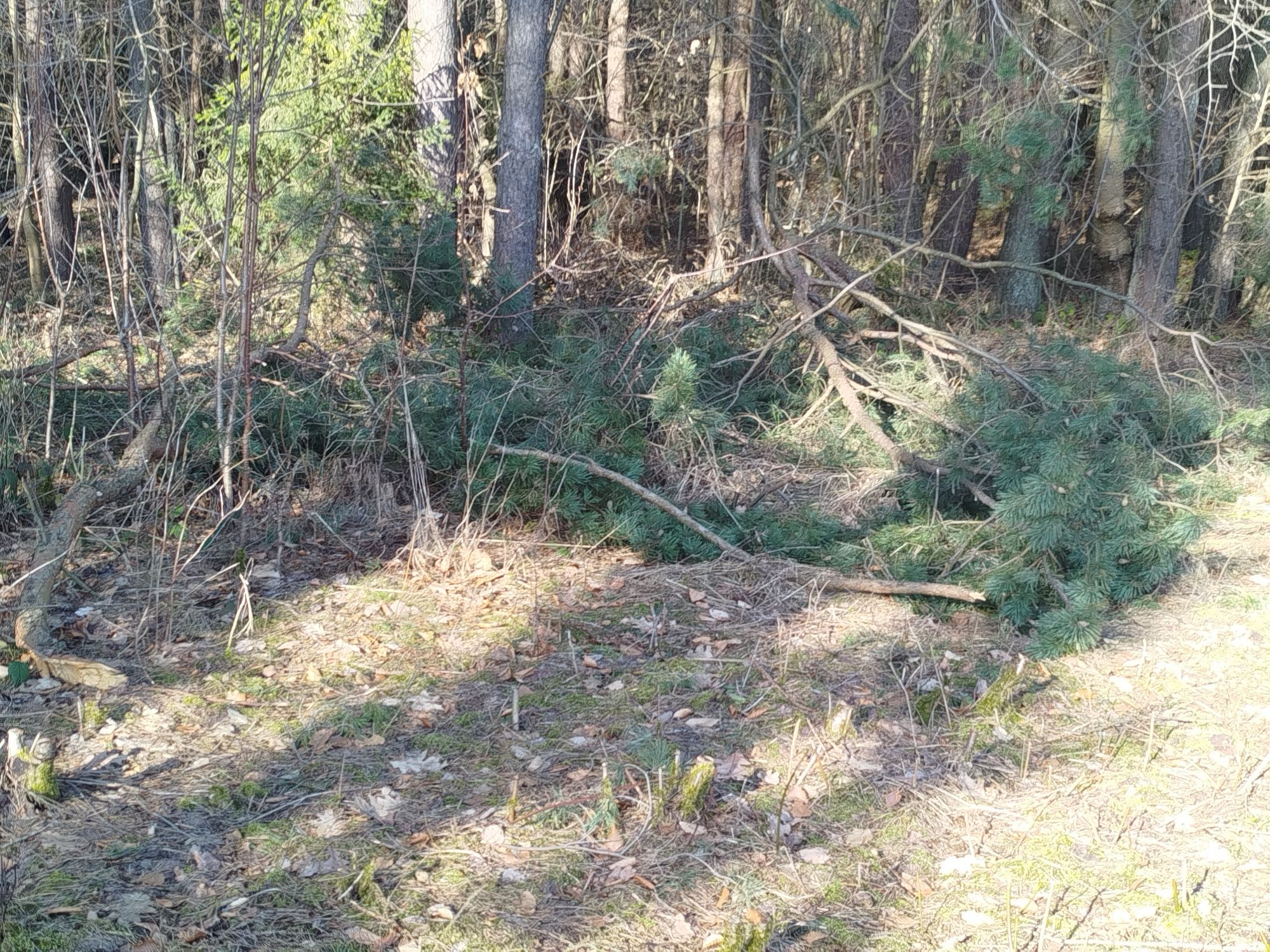 Oddam za darmo gałęzie