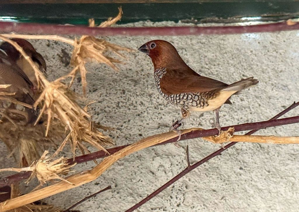 Casais de diamante dominó (Lonchura punctulata)