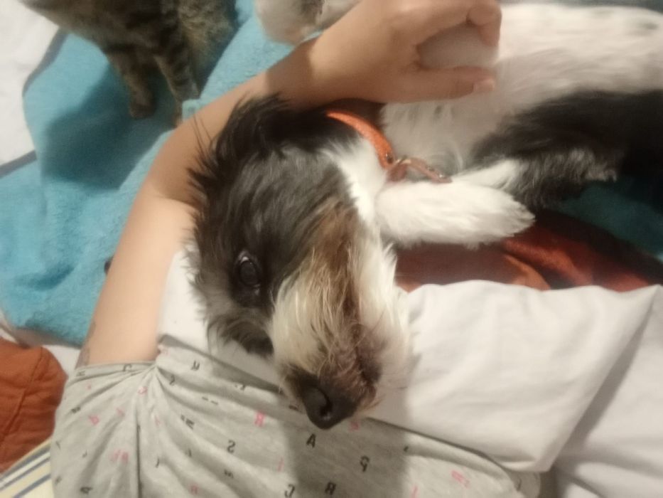 Caozinho com 1 aninho