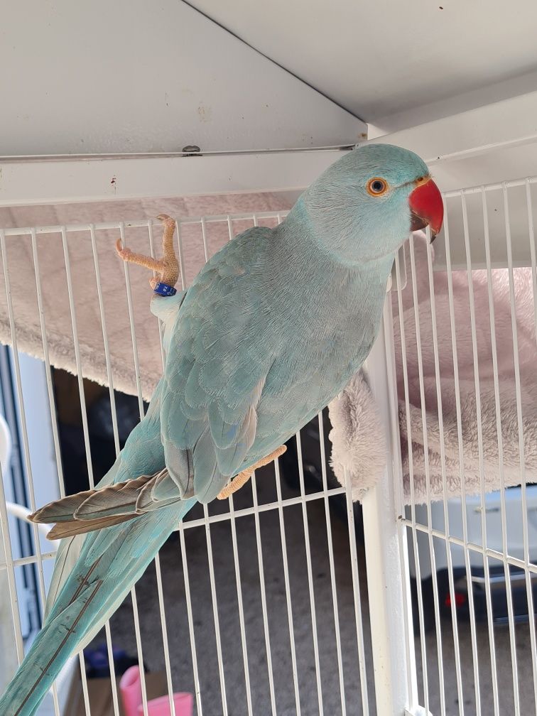 Casal Ringneck Mansos para cedência