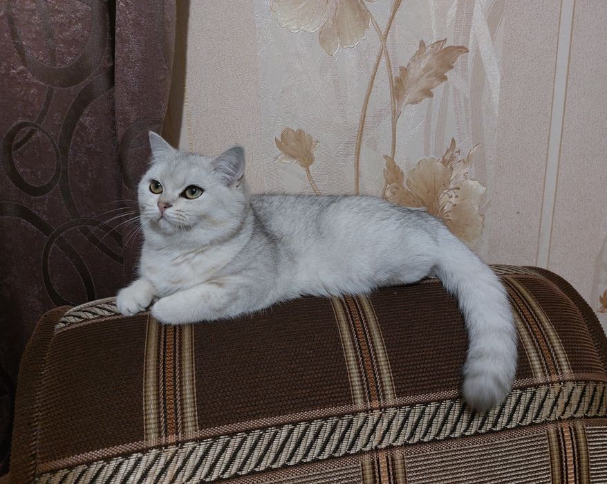 Серебриста шиншилла страйт