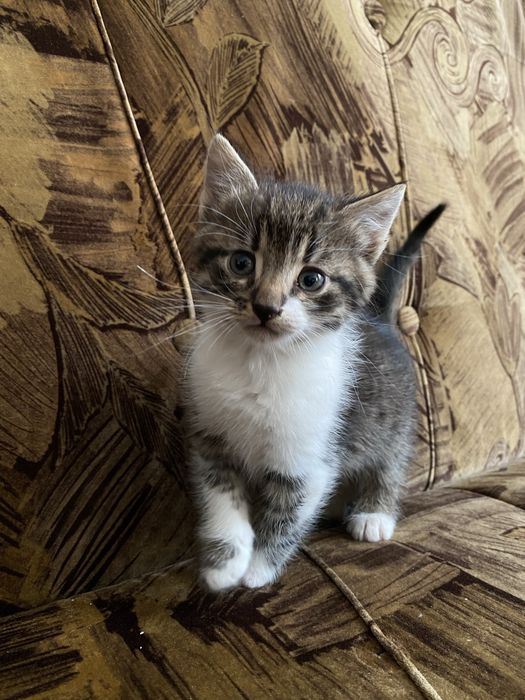 Віддам в добрі руки кошеня-дівчинка