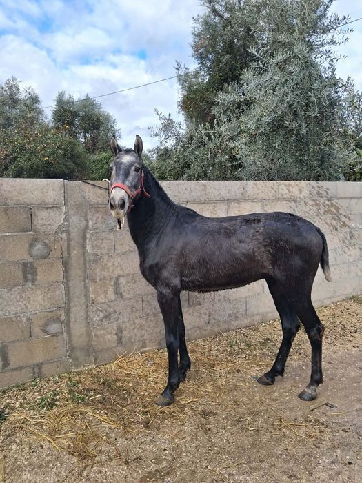 Poldro PSL pais pontuados