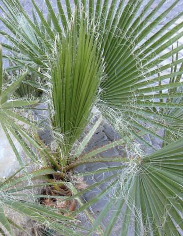 Palmeiras de leque whashingtonia, cycas