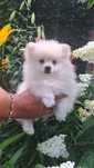 Pomeranian Szpic Miniaturowy