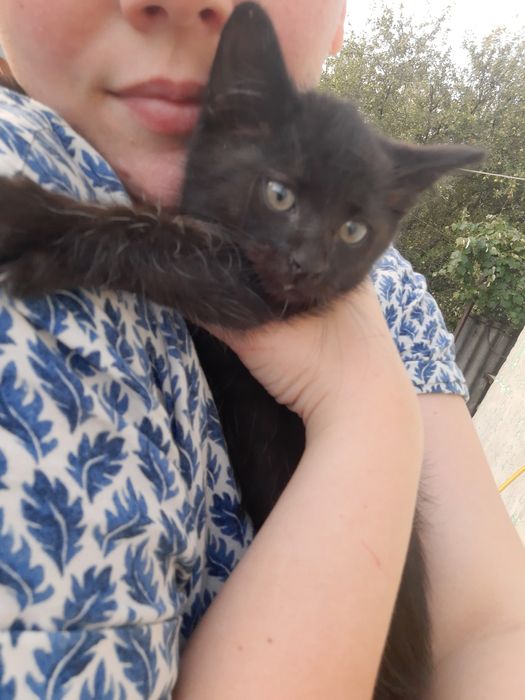 Безкоштовно кошенята