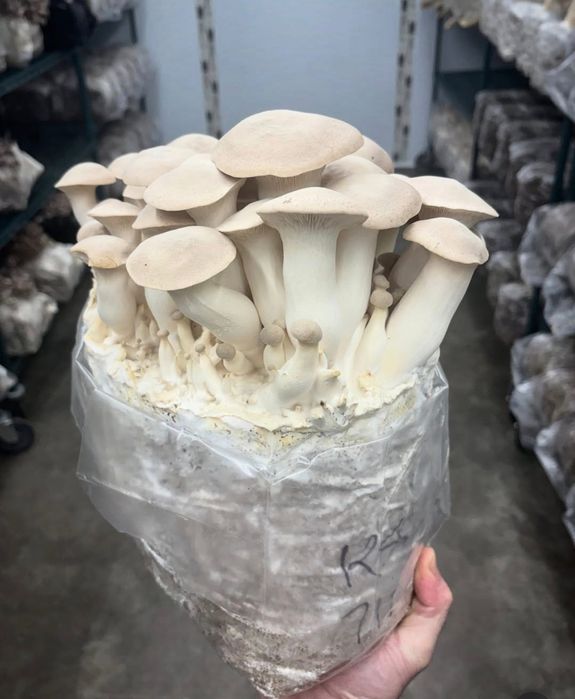 Блок білого гриба (Ерингі)