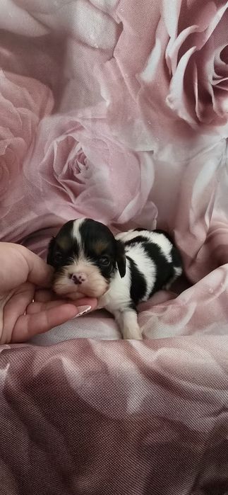 Cavalier king charles spaniel badania genetyczne