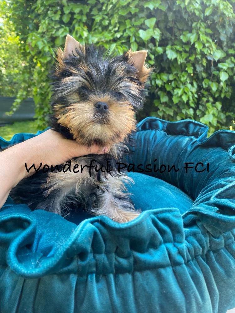 York Yorkshire terrier FCI ZKwP