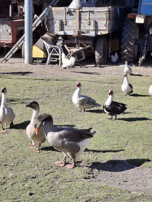 Sprzedam gęsi landesy