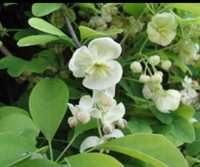 Akébia Quinatta Alba, Silver Bells, Variegata, Quinata, Trifoliata