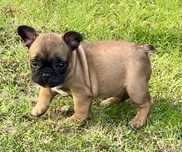 Na sprzedaż -piesek- buldog francuski