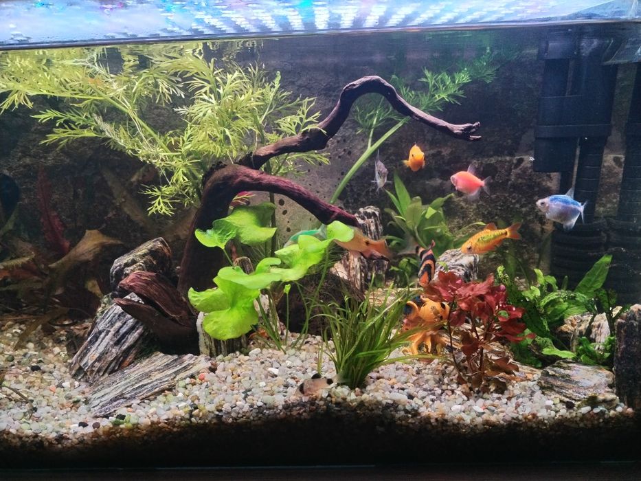 Sprzedam rybki lub zamienię