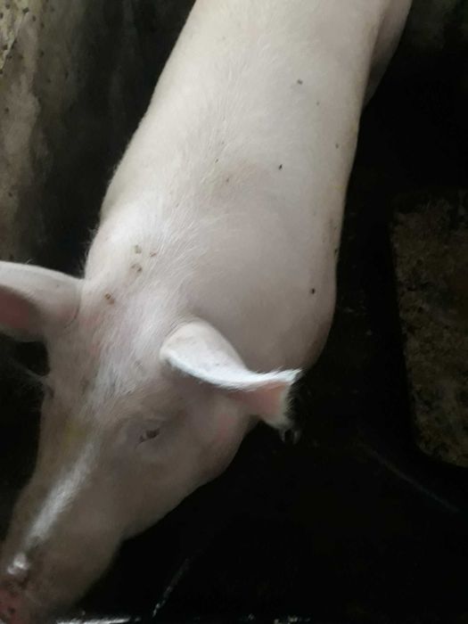 Свиня вигодувана на домашніх кормах