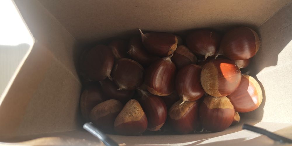 Castanhas produção 2025