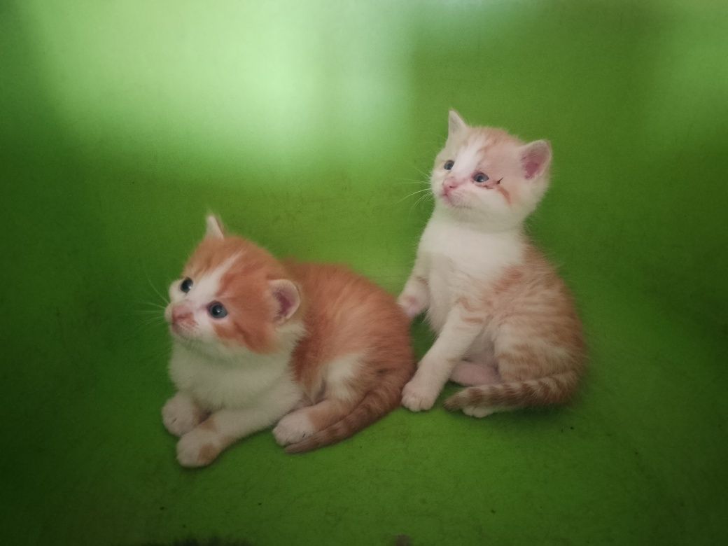 Вiтдамо котиків у добрі руки
