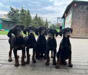 Doberman Suczka !!