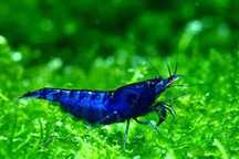 happyaquarium.pt - Neocaridina Blue Dream
