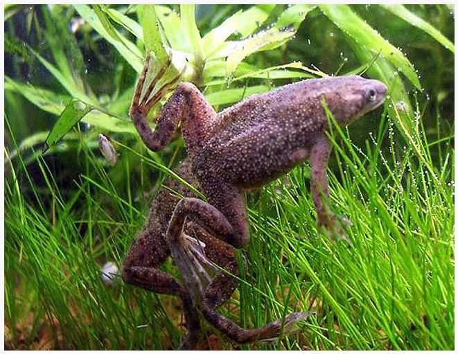 Hemenochirus curtipes Żabka Afrykańska