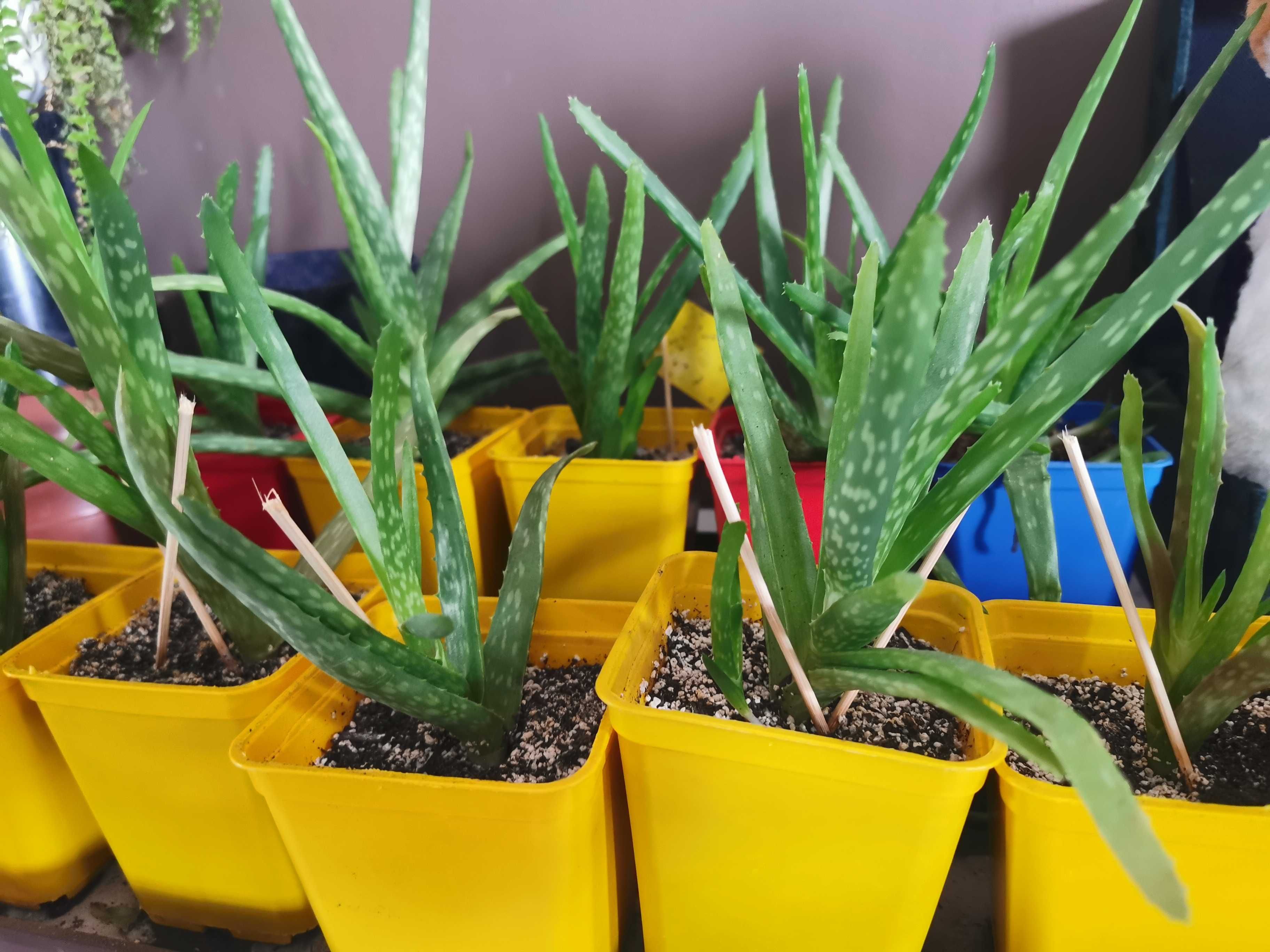 Aloes, Aloe Vera, Aloes zwyczajny, leczniczy kaktus