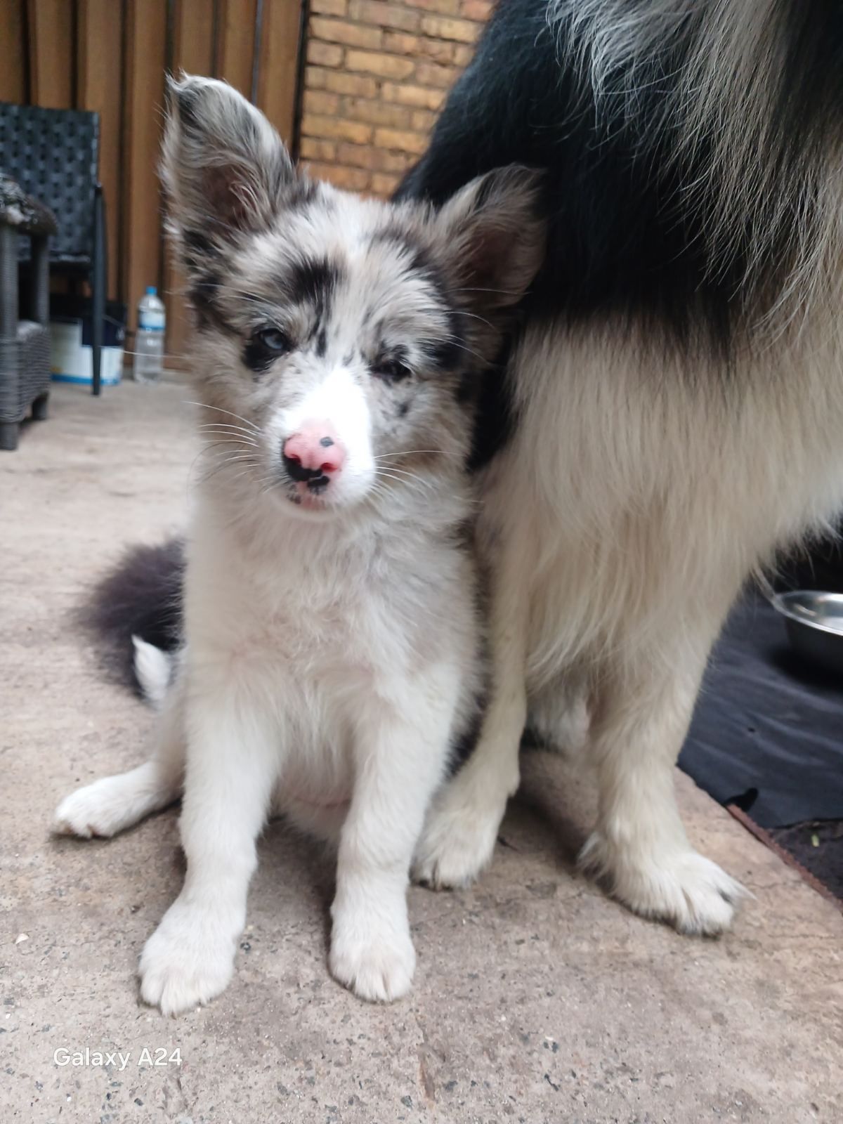 Чистокровні підрощеніі Border Collie