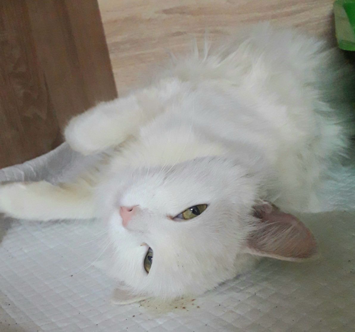 Кошка белая Бьянка