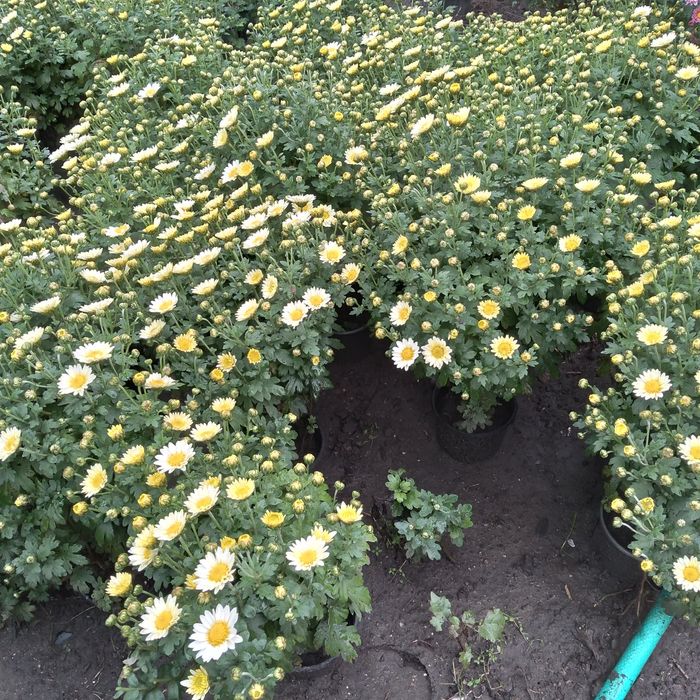 Хризантема мультифлора