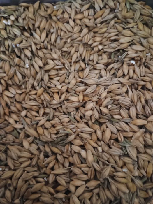 Sprzedam jęczmień, pszenice, owies