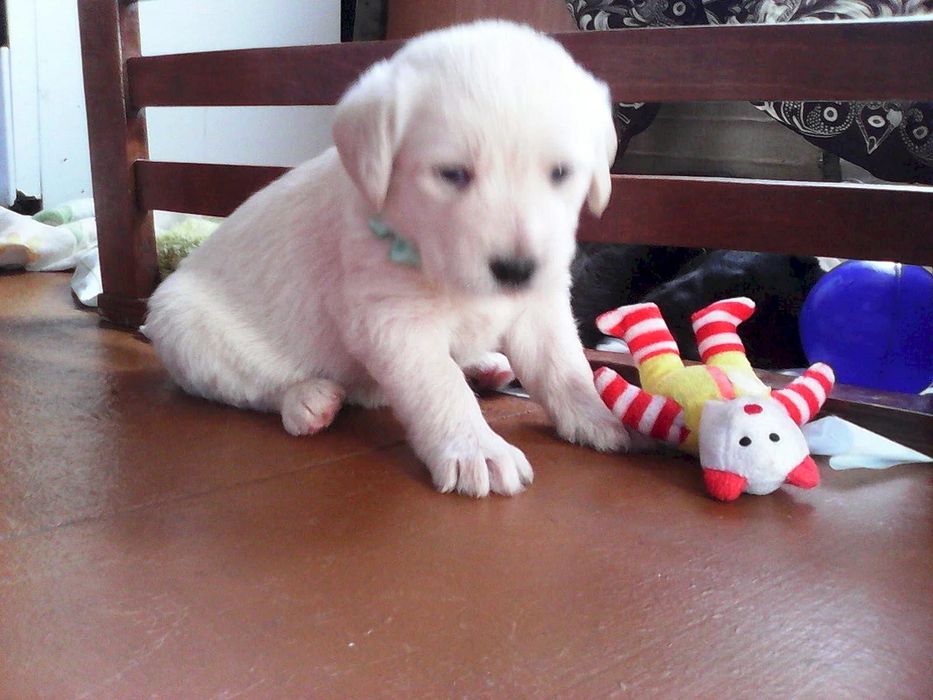 Щенки Спаниель+Джек Рассел терьер